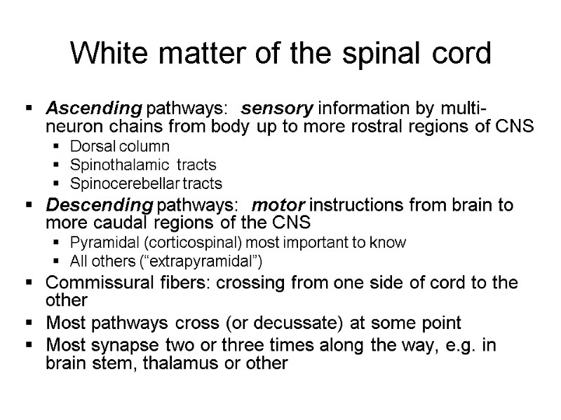 White matter of the spinal cord Ascending pathways:  sensory information by multi-neuron chains